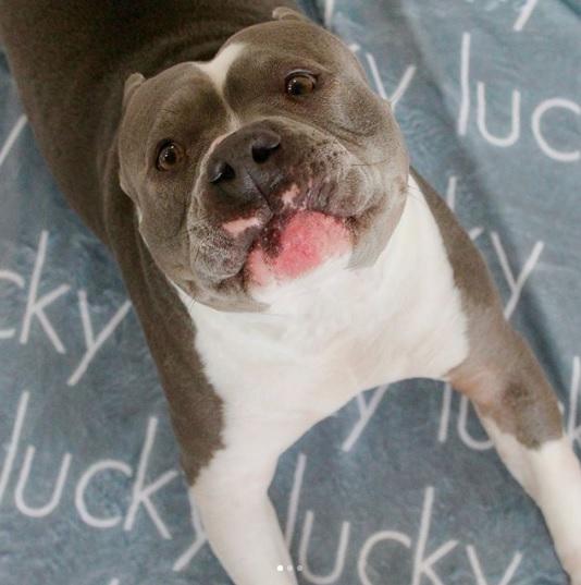 PERSONALIZED PET NAME BLANKET - LIGHT (ALL COLOR OPTIONS)